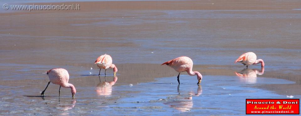 BOLIVIA 2 - Ruta de Las Joyas - Laguna Hedionda - Flamencos - 14.jpg